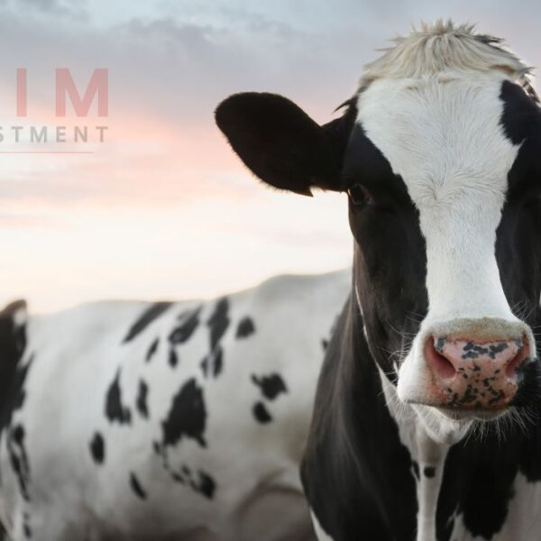 Untitled 1240 x 700 px 1 600x600