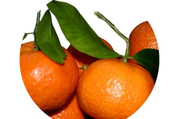 🍊 اليوسفي المصري – فاكهة العائلة